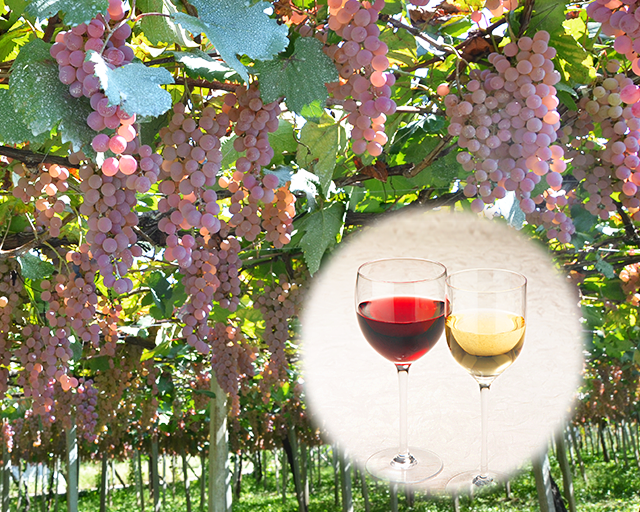 本場山梨のぶどうと醸造の技をいつもの食卓に 甲州〈山梨県産・白〉/マスカットベーリーA〈山梨県産・赤〉