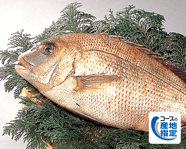 脂ののった、ぷりっぷりのおいしさを新鮮なままお届け! コープの産地指定 鹿児島県産 真鯛 味が良く、脂がのっているのにさっぱり。どんな料理にも合わせられそうです。(れいままさん)