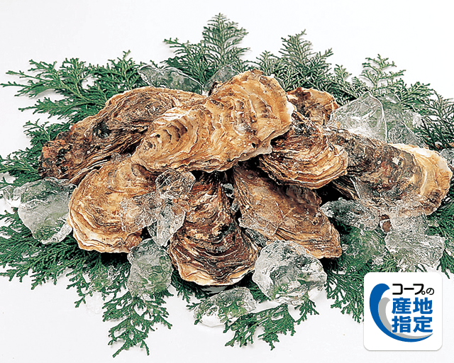 ぷりんと引き締まった身に、おいしさがギュッ! コープの産地指定 宮城県産生かき コクがあります。味の良さは宮城が一番だと思います。(まーちんさん)