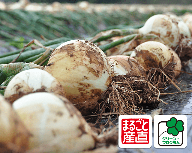 生でシャキシャキ、 甘~い! 春から初夏限定の味 グリーン・プログラム ながさき南部の新たまねぎ これが出ると春だなと感じます。生で食べても辛みが少なくおいしいです。 (BOSSのボブさん)