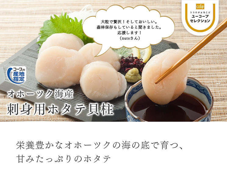 栄養豊かなオホーツクの海の底で育つ、 甘みたっぷりのホタテ オホーツク海産刺身用ホタテ貝柱 大粒で贅沢!そしておいしい。森林保存もしていると聞きました。応援します!(nutsさん)